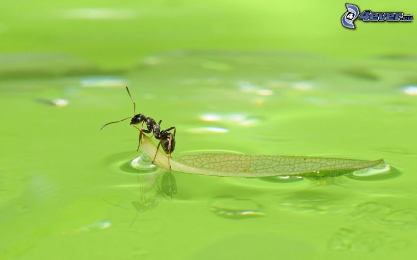 Ameise, grünes Blatt, Wasseroberfläche