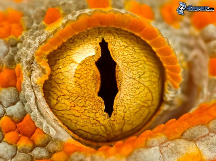 Auge der Schlange