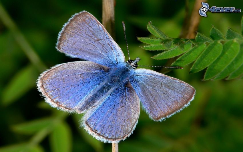 blauer Schmetterling