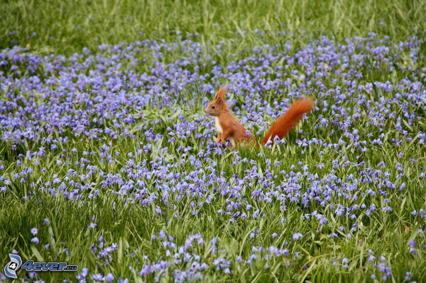 Eichhörnchen, lila Blumen