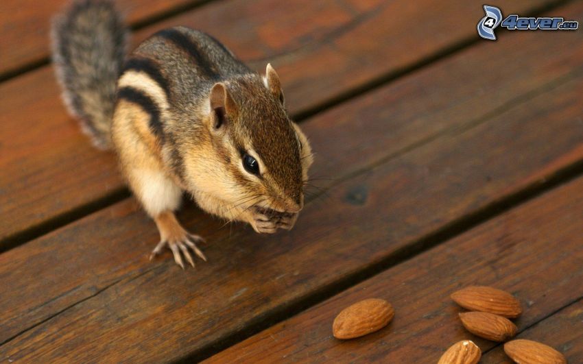 Eichhörnchen, Nüsse