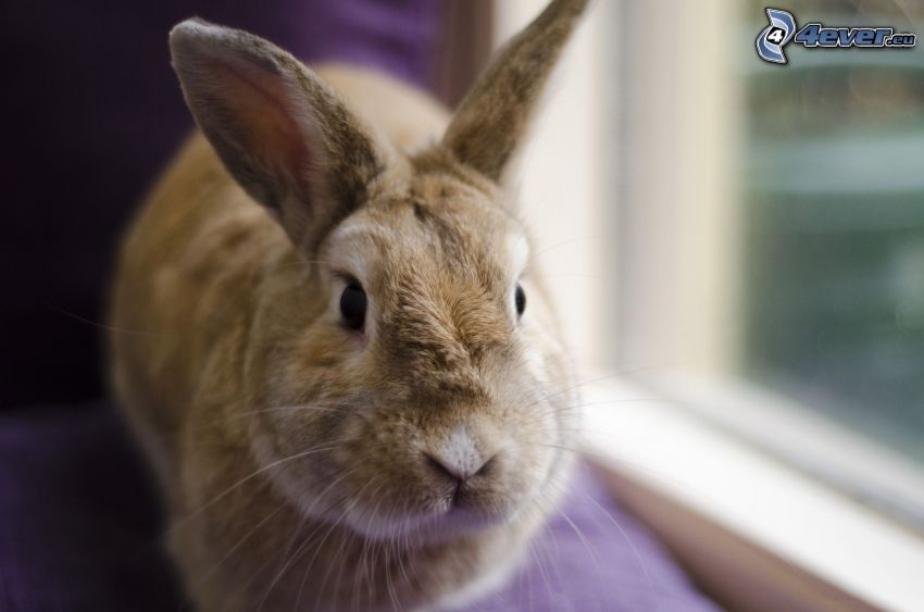 Hase, Fenster