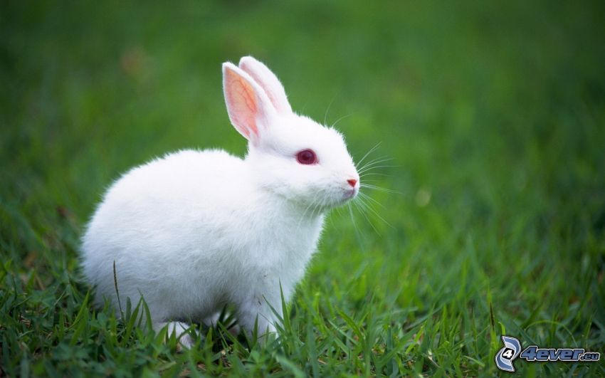 Kaninchen auf dem Gras
