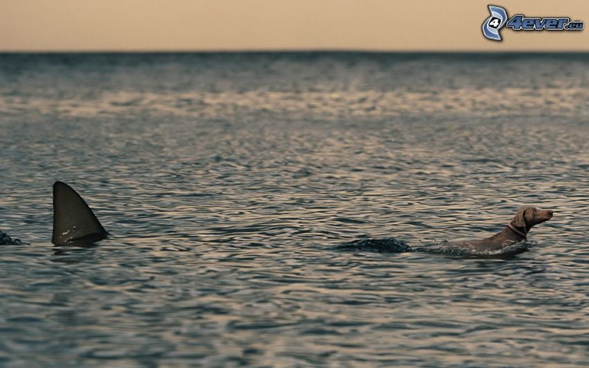Hund im Wasser, Flosse, Hai, offenes Meer