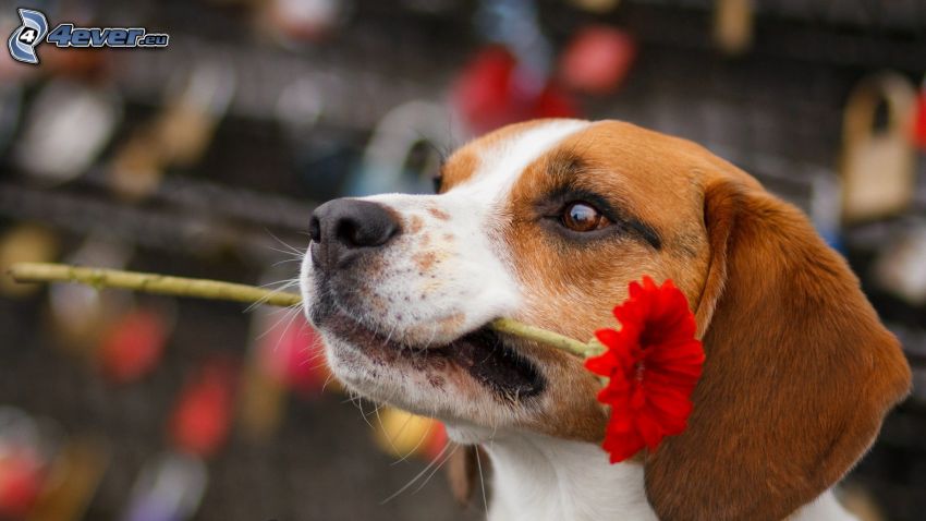 Beagle, rote Blume