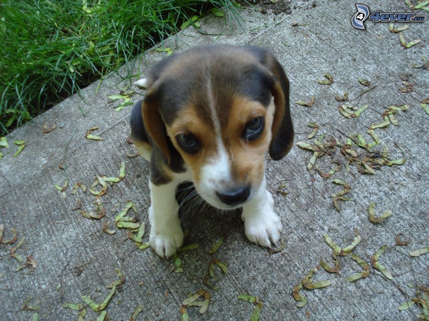 Beagle Welpe