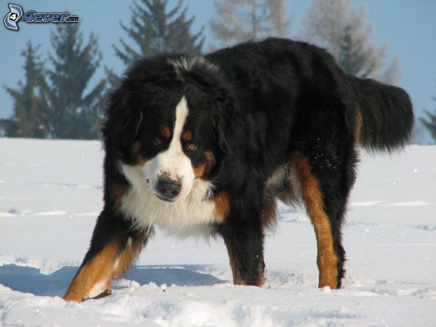 Berner Sennenhund, Schnee
