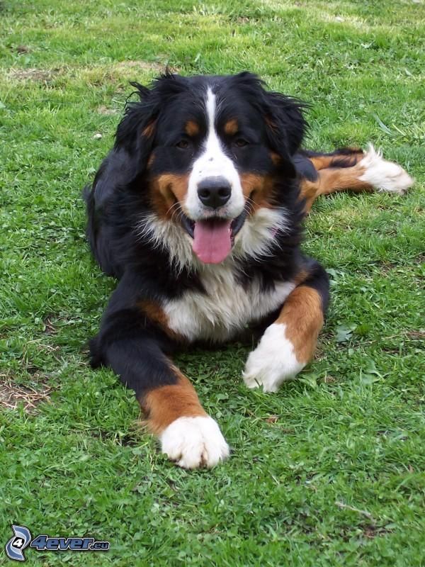 Berner Sennenhund