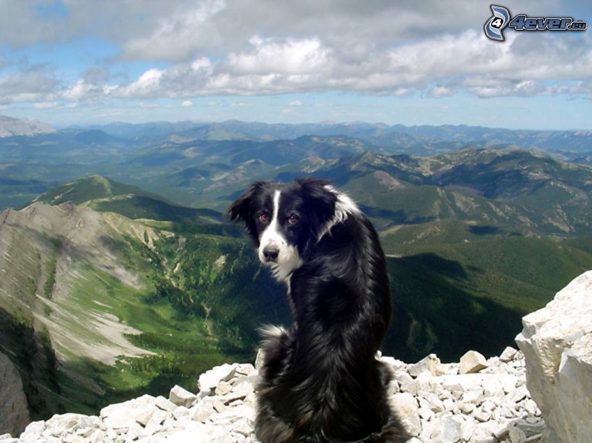 Border Collie, Aussicht auf die Landschaft, Aussicht von Felsen