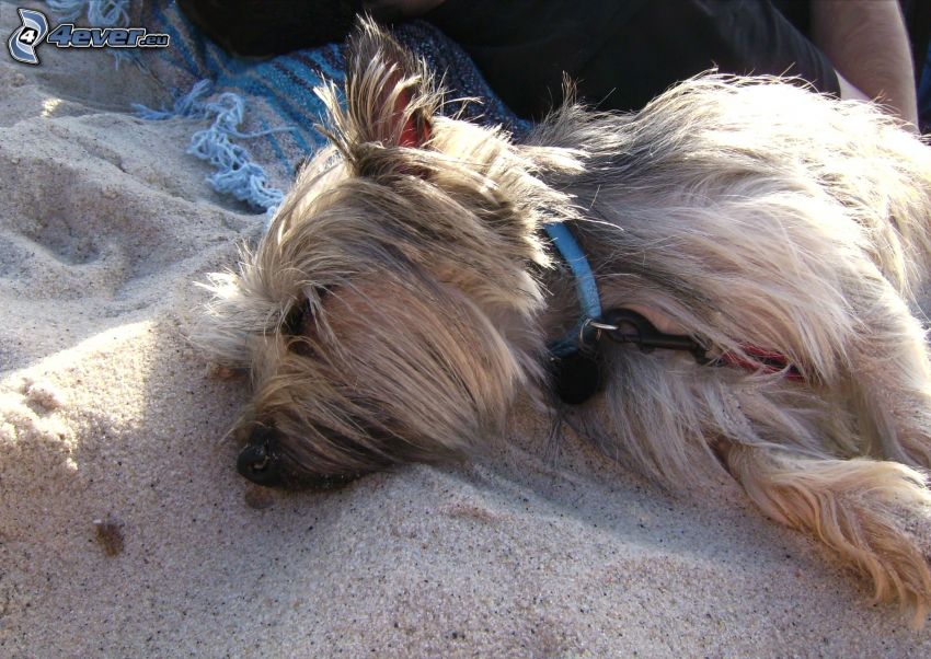 Cairn Terrier, Schlafen, Sand