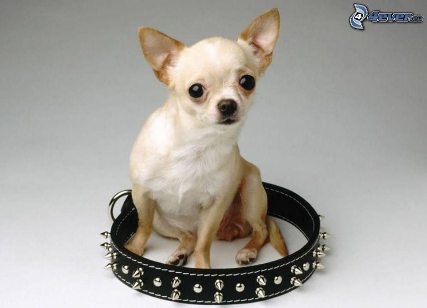 Chihuahua, Halsband