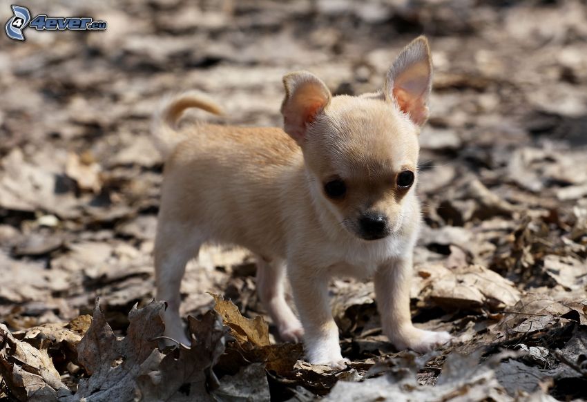 Chihuahua, trockene Blätter