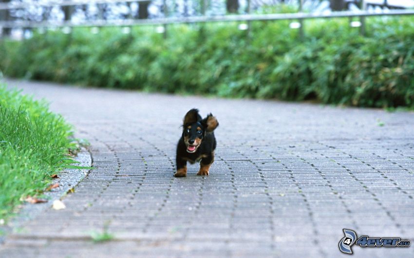 Dachshund Welpchen, Welpe, Laufen