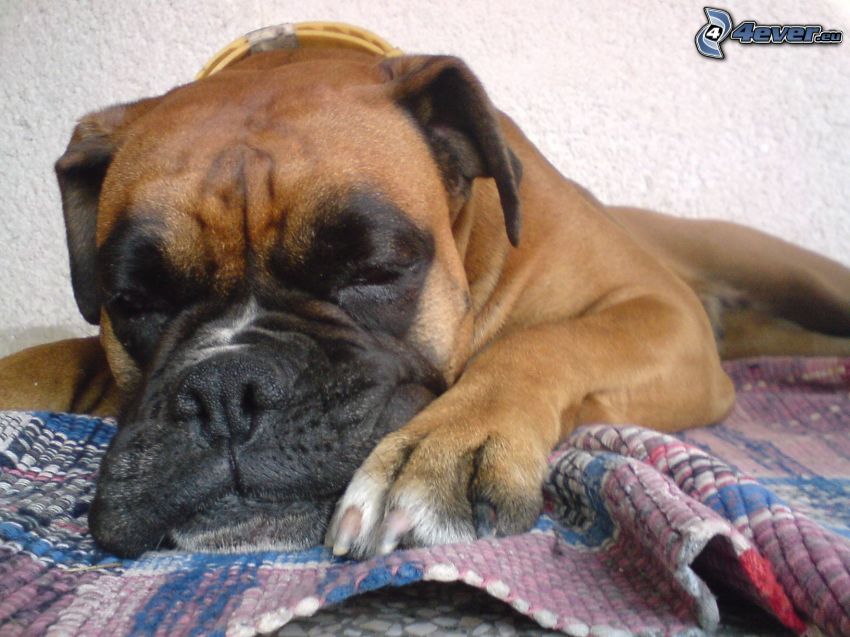 Deutscher Boxer, schlafender Hund