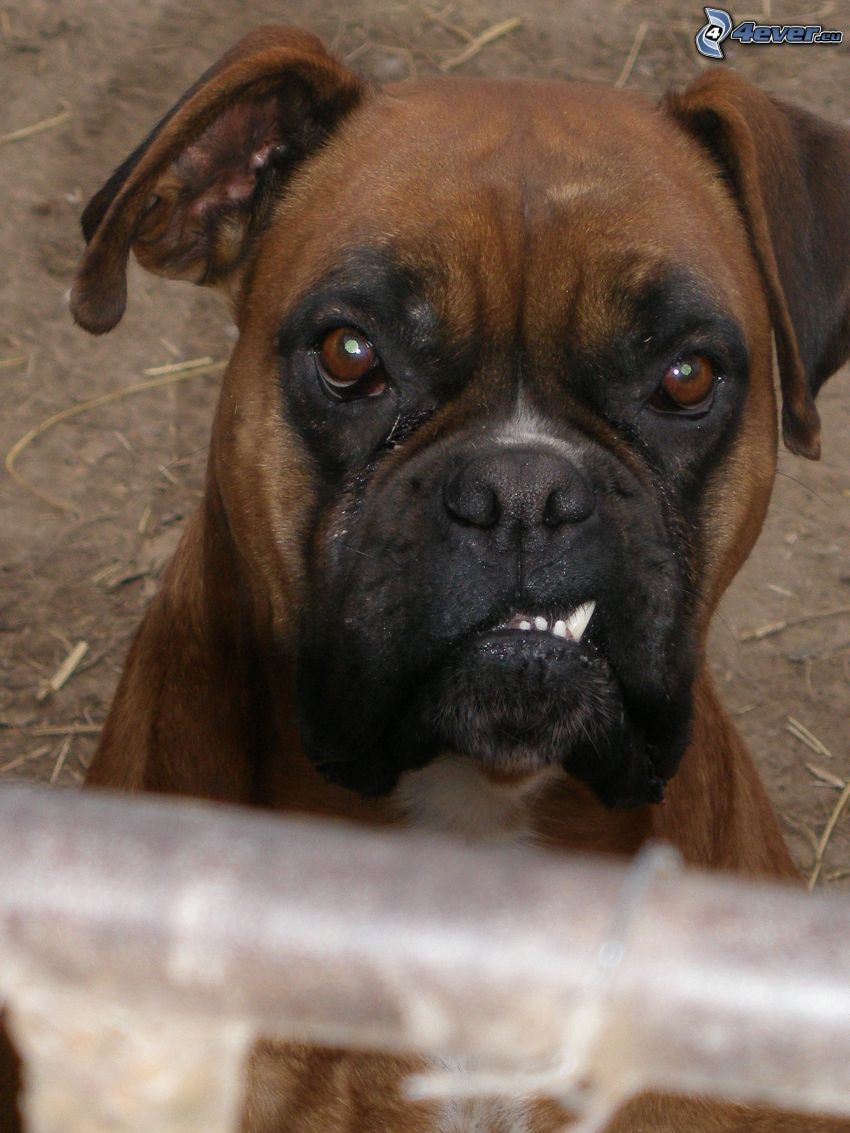 Deutscher Boxer, wütender Hund