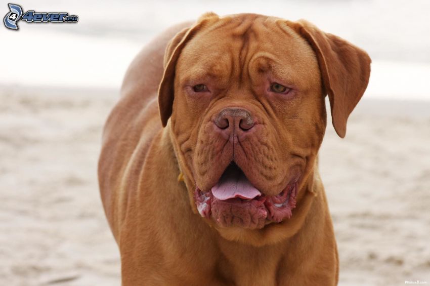 Dogue de Bordeaux