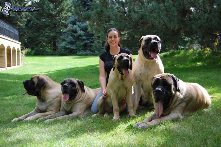 Englisch mastiff, Frau