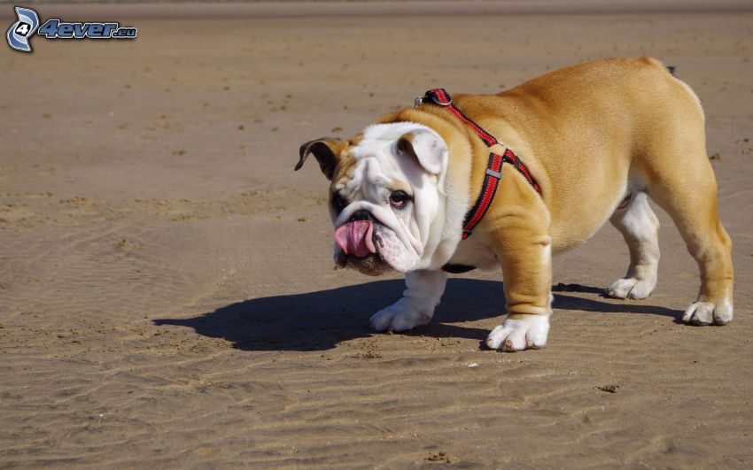Englische Bulldogge, hängende Zunge