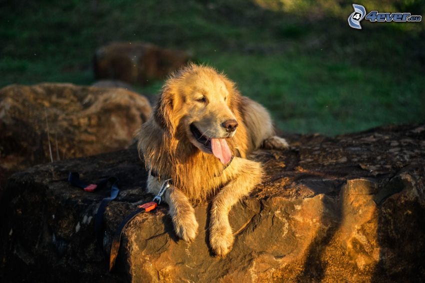 Golden Retriever, Felsen