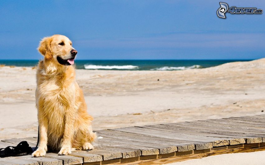 Golden Retriever, Holzbrücke