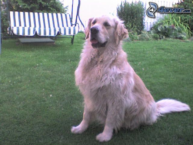 Golden Retriever