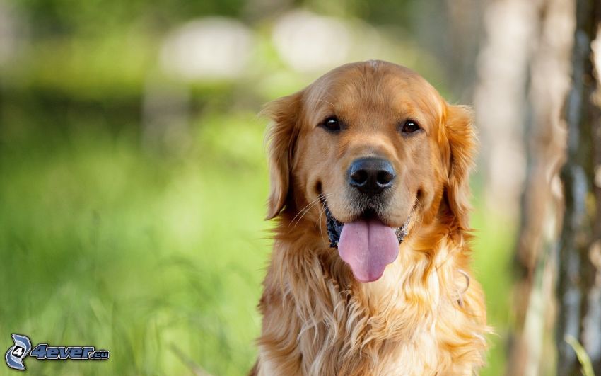 Golden Retriever