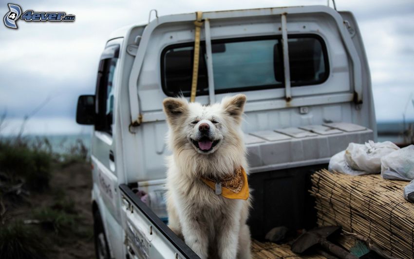Hund, pickup truck