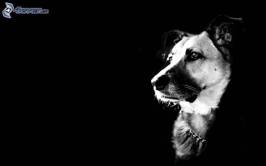 Hund, schwarzem Hintergrund