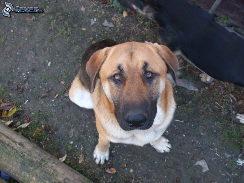 Hund auf dem Hof, Hundeblick