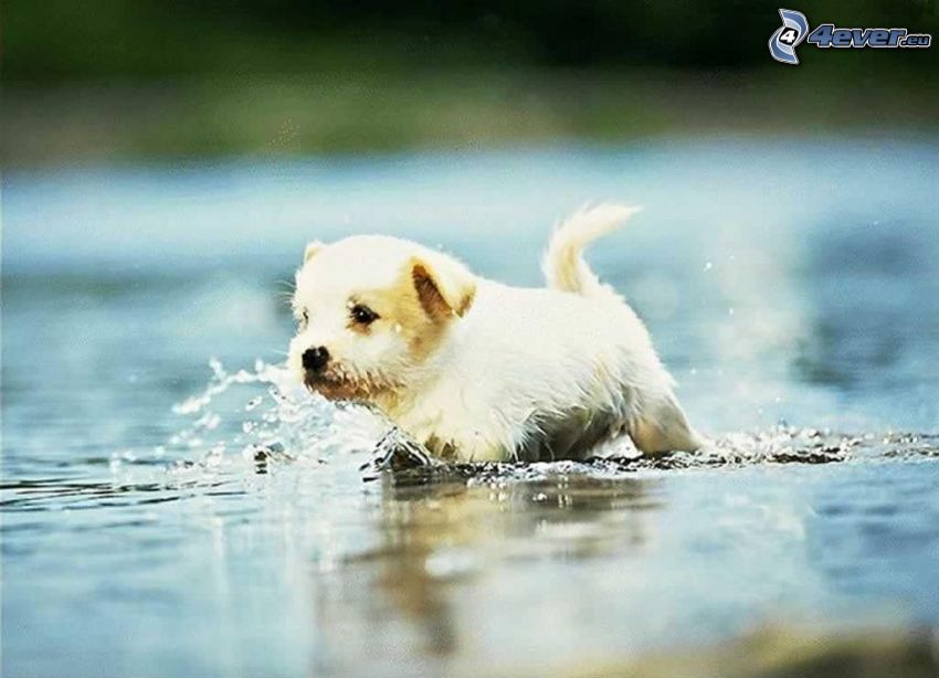 Hund im Wasser, weißer Welpe