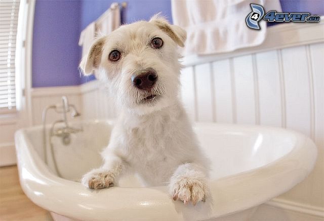 Hund in der Badewanne