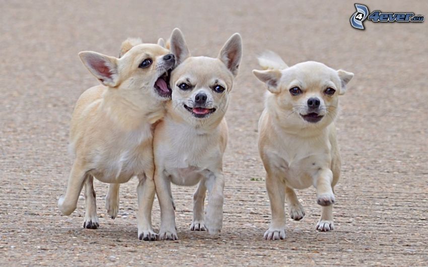 Hunde, Chihuahua