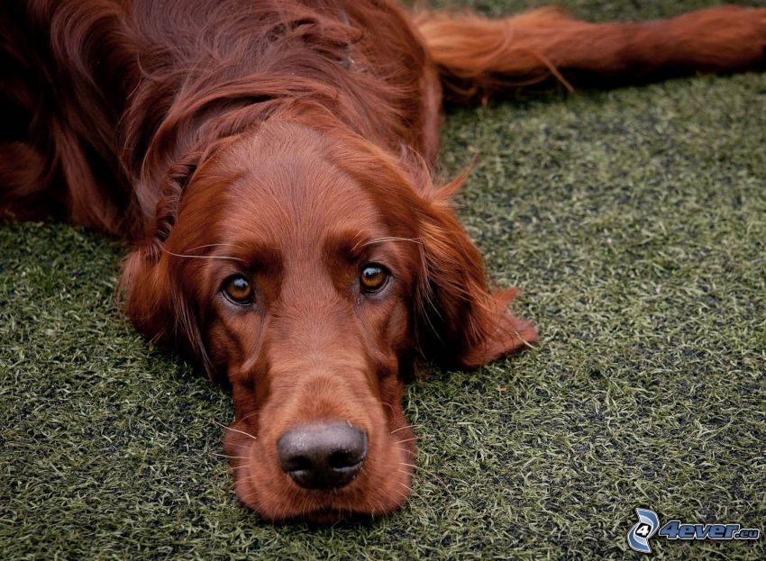 Irish Setter