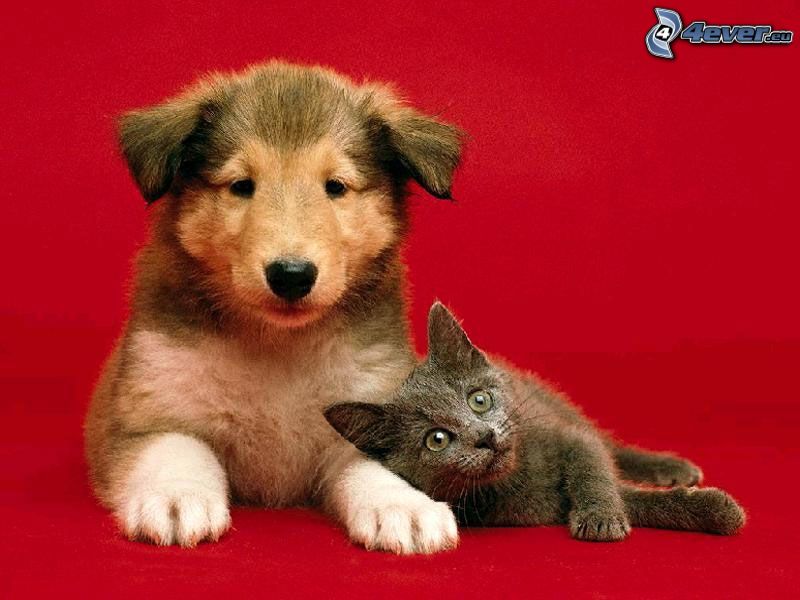 Katze und Hund