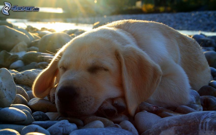 Labrador, schlafender Hund, Welpe, Steine