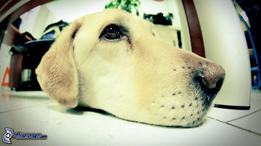 Labrador, Schnauze, Hund auf dem Boden
