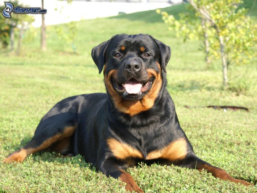 rottweiler, Wiese