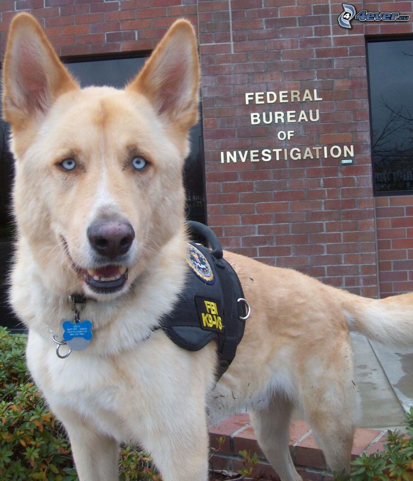 Schäferhund, FBI