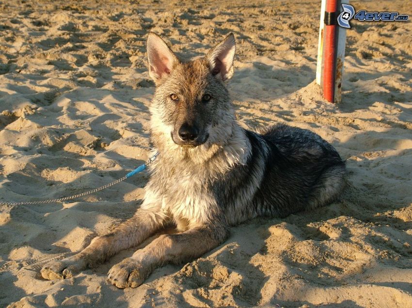 Schäferhund, Sand