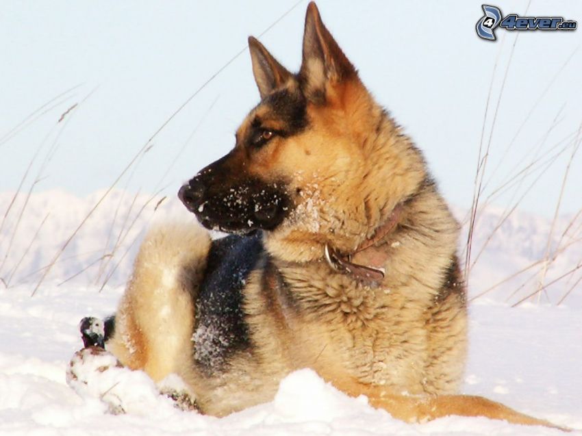 Schäferhund, Schnee