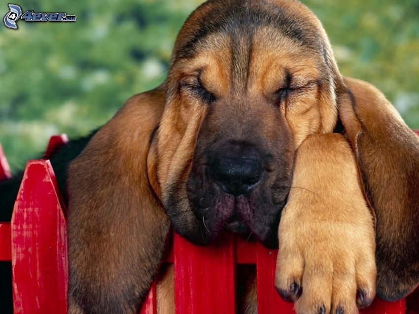 schlafender Hund, Holzzaun