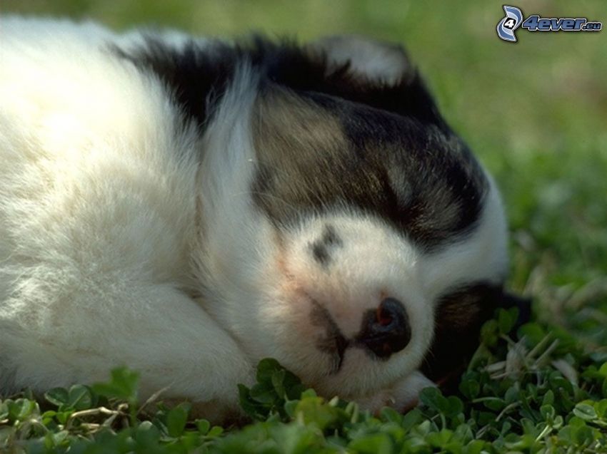 schlafender Welpe, Hund auf dem Gras