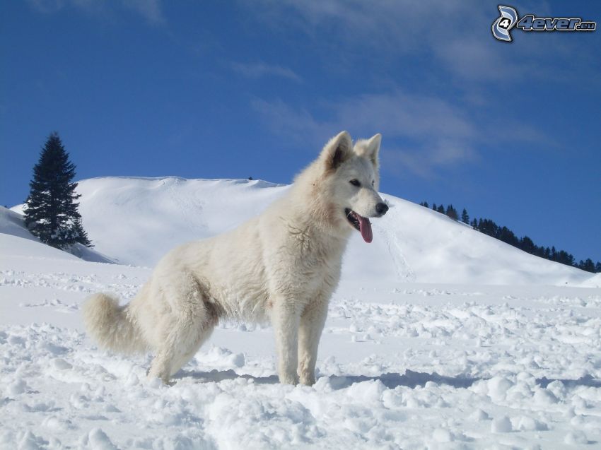 schweizer Schäferhund, Schnee