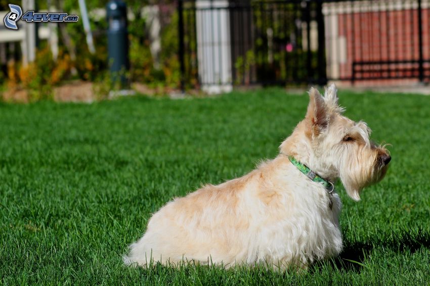 Scottish Terrier, Zaun, Gras
