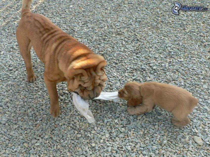 Shar-Pei, Cocker-Spaniel Welpe, Steine