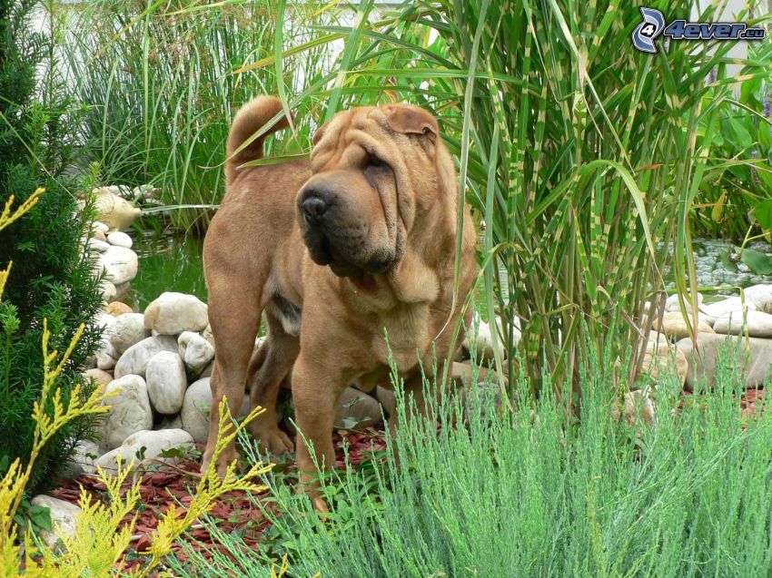 Shar-Pei, See