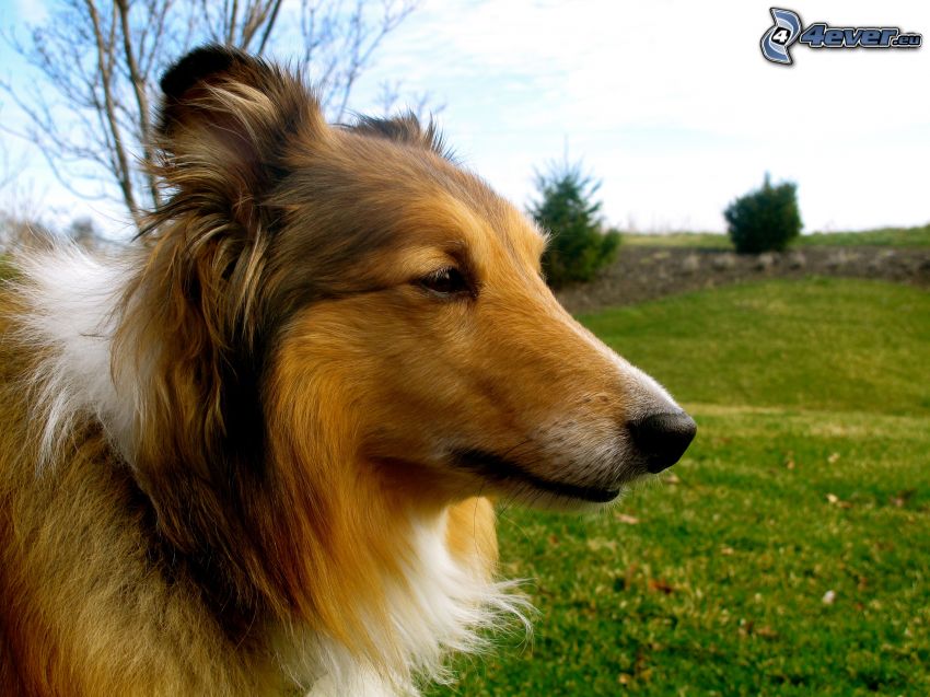 Sheltie