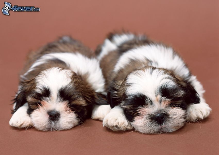 shih-tzu, schlafende Welpen