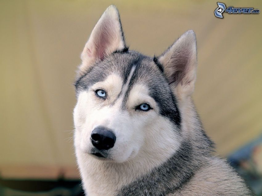 Siberian Husky, blaue Augen