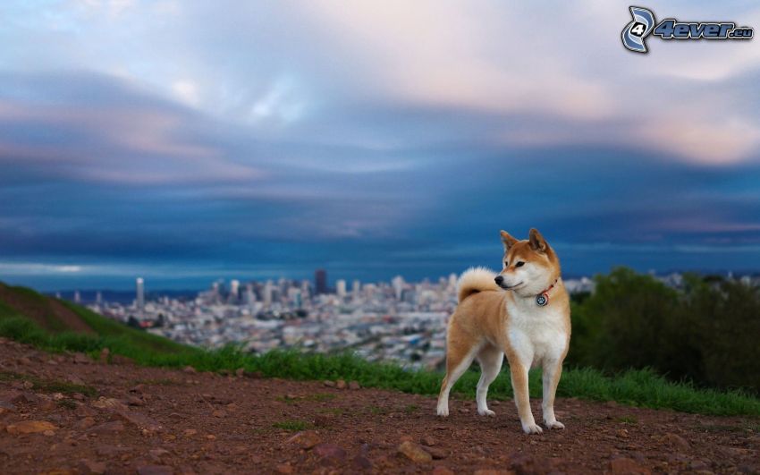 Siberian Husky, Blick auf die Stadt